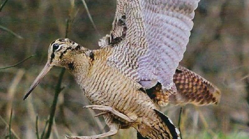 Vittoria giudiziaria LAC su parte del calendario venatorio lombardo