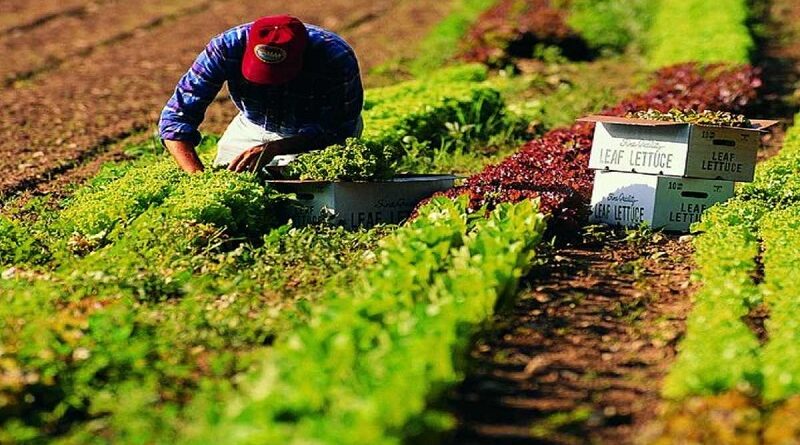 Operai agricoli e florvivaisti: aperta la trattativa per il rinnovo del contratto provinciale 2024-2027